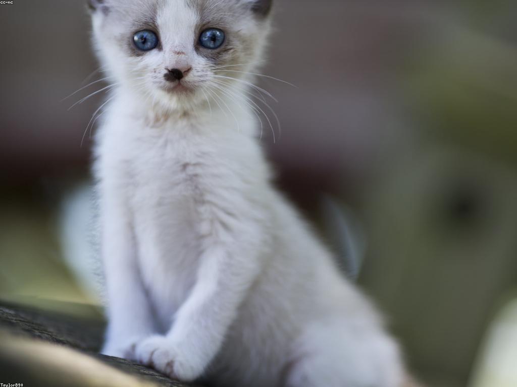 Diseno web profesional con enfoque en SEO Medellin
