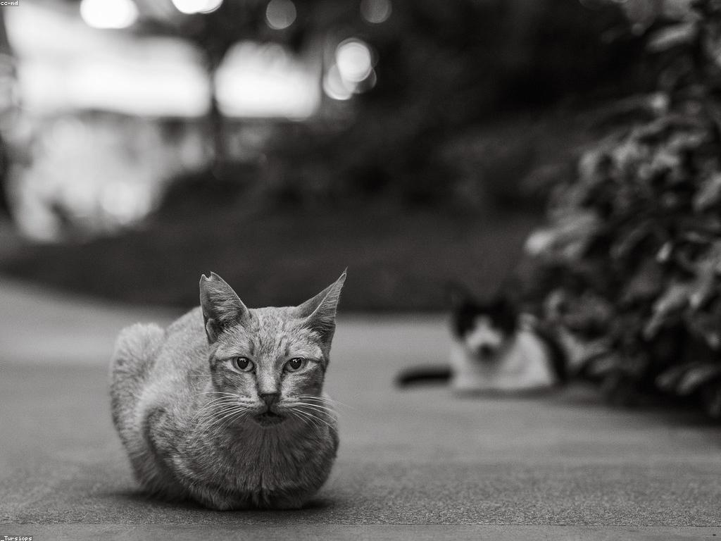 Posicionamiento en Google para negocios locales